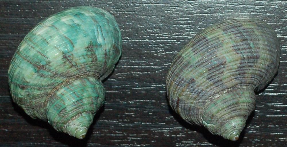 gasteropode dallo Stretto di Messina da determinare